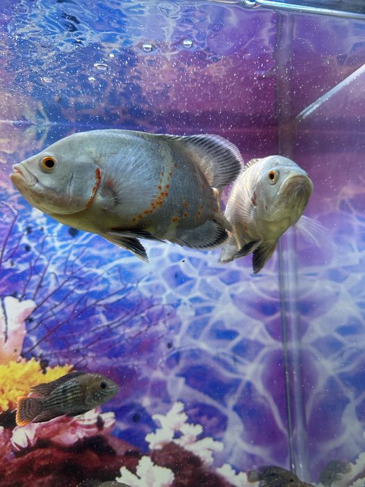 Astranavs baligi yana keldi 20/25 sm