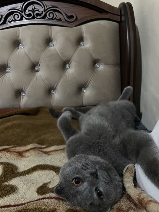 Britanski mushuk viyaskaga beriladi