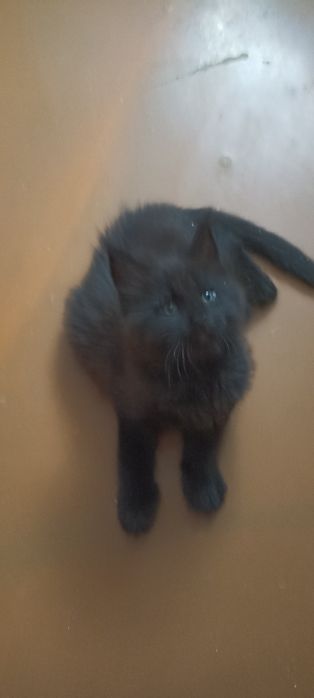 Продам котят Мейн куна