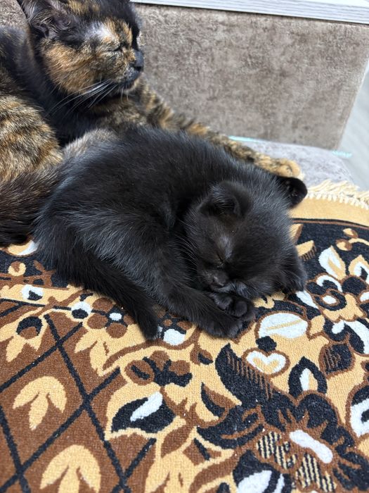 Scottish straight шотландские вислоухие