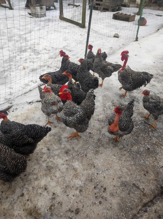 Vând puicuțe gât golaș