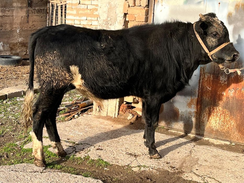 Семіз бұқа сатылады