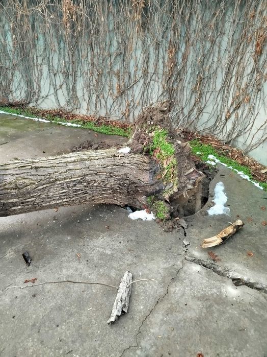 Yong'oq daraxti (o'tin sotiladi)