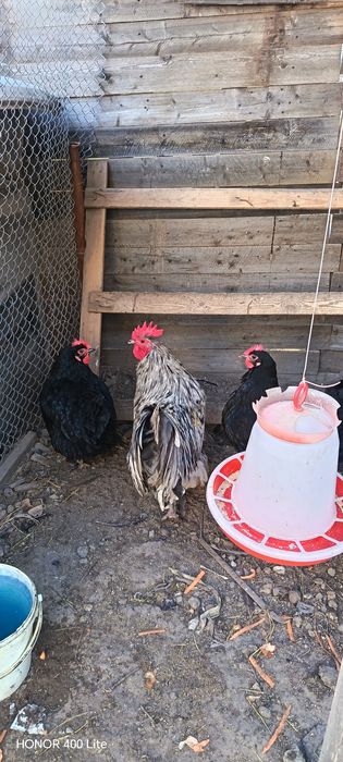 Ouă de australorp