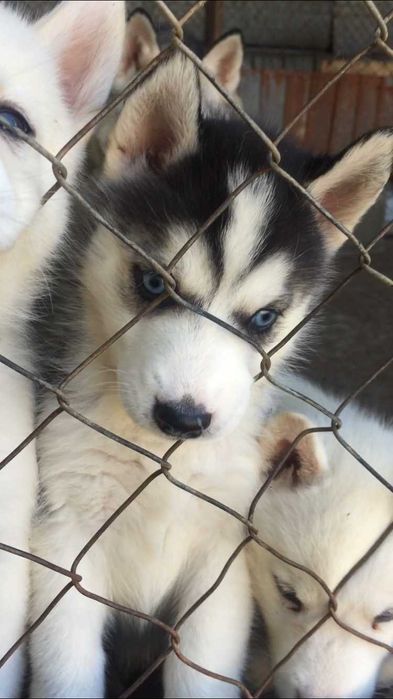 Голубоглазаяя девочка хаски 40 дней