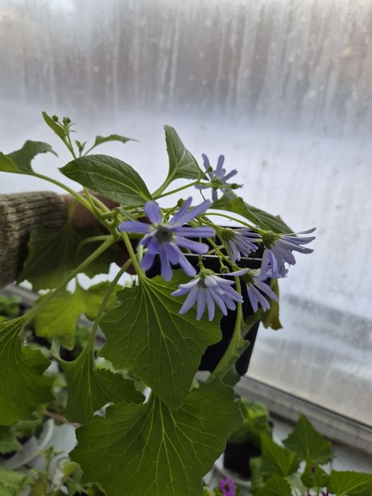 Домашние  цветы.