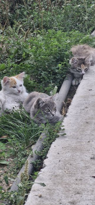 Отдам котят в добрые руки
