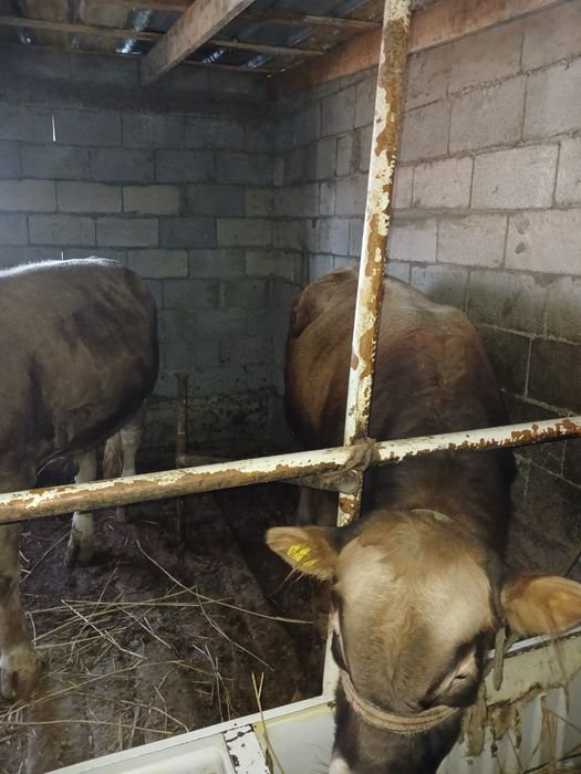 Продаются  бычки