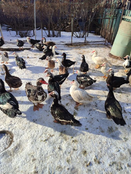 Продам Индоутк. Үйрек сатылады.