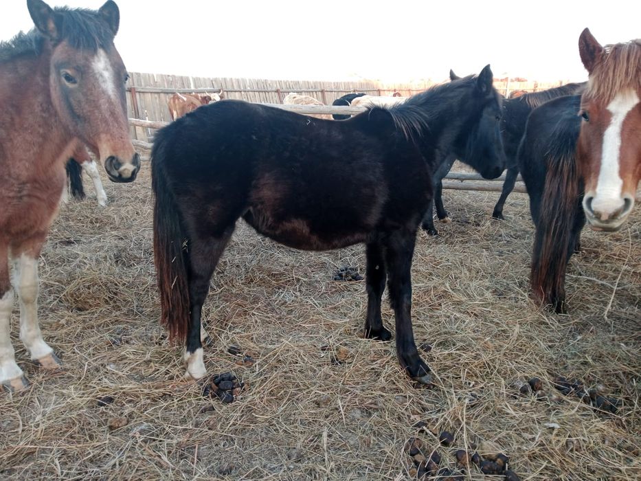 Продам кобылу двухгодовалую.