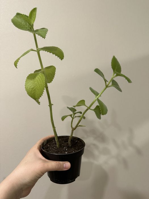 комнатная мята (плектрантус)