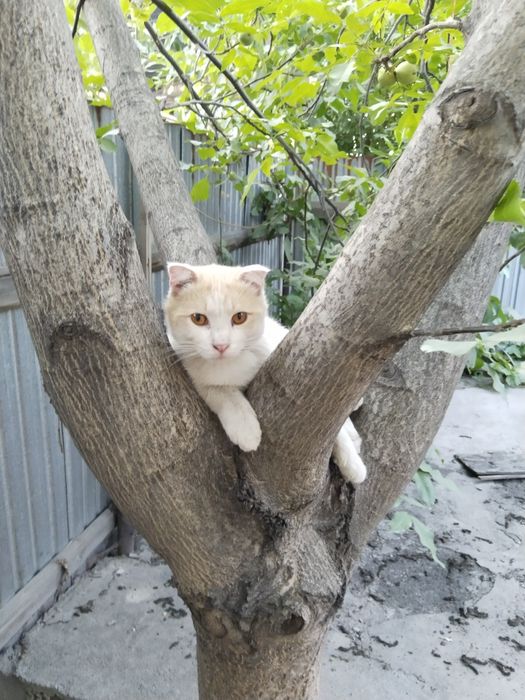 Отдам 1,5 годовалого кота в добрые надёжные руки