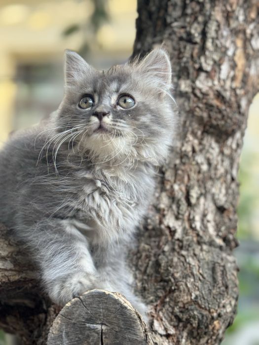 Кошка: шиншилла