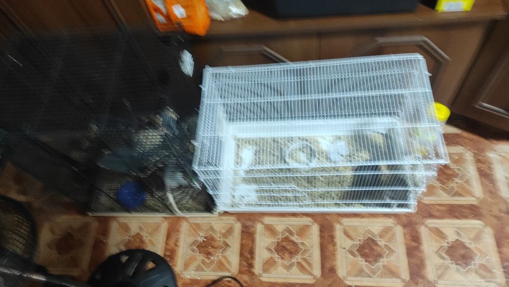 Бесплатно домашние крысы.