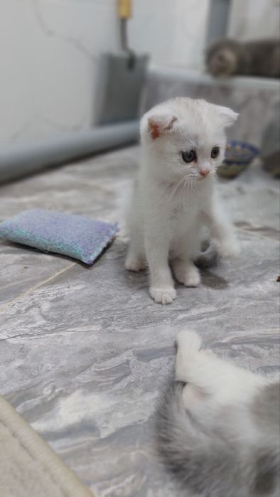 Продаётся  Сотилади