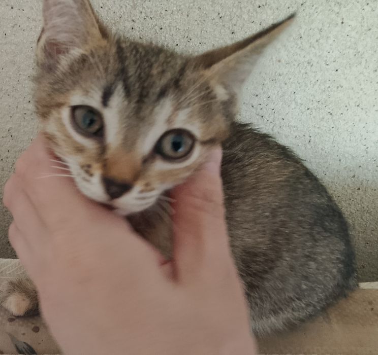Отдам котят бесплатно.Мальчик и девочка. 2 месяца. Кушают все.Ходят в