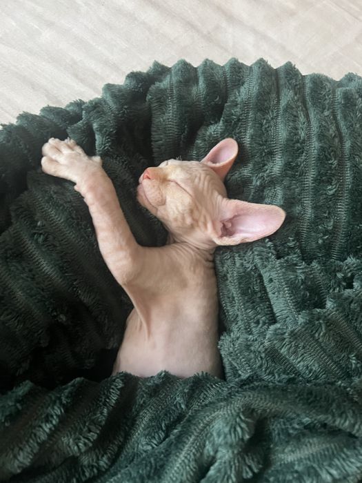 Мъжко коте сфинкс