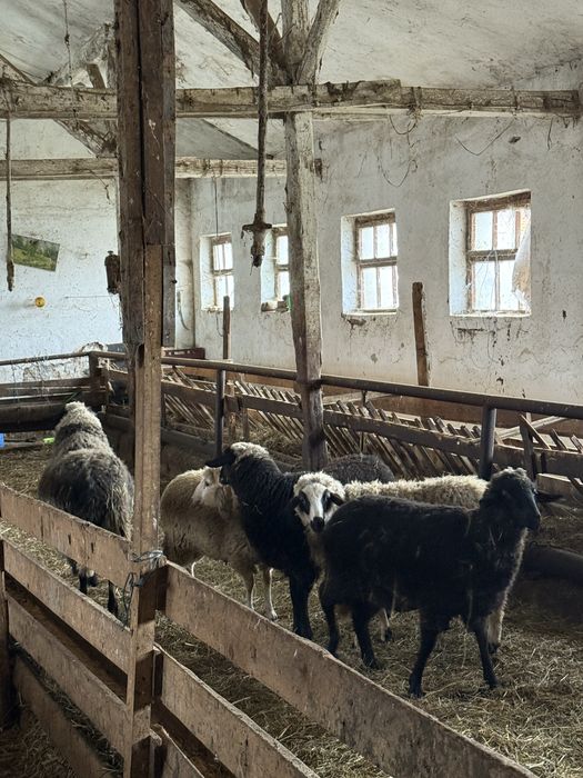 Стадо овце- дават се във купа