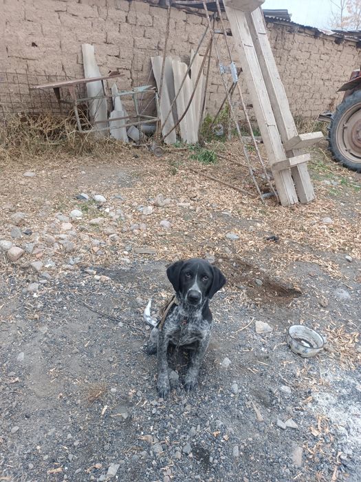 Охотничный собака