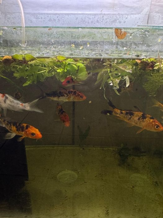 Аквариумные рыбки