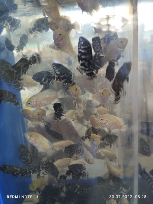 4 sm dan 10 sm gacha astranotusla bor guppi 4 hil qora . Ispanka. Albi