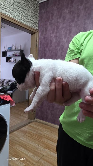 Френски булдог french bulldog