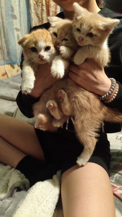 Отдам рыжих котят