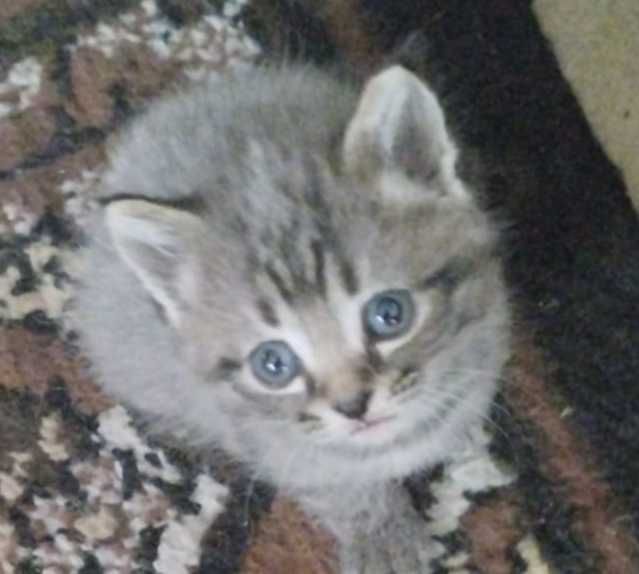 Отдам котят в добрые руки