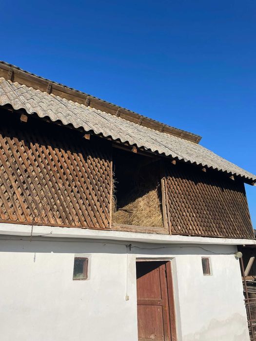 Vand un slon plin cu lucerna si iarba de gradina