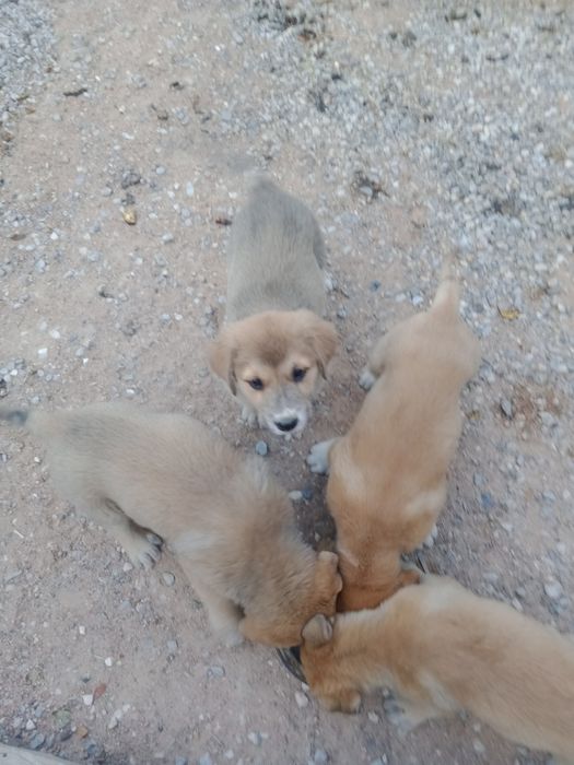 Породистые щенки