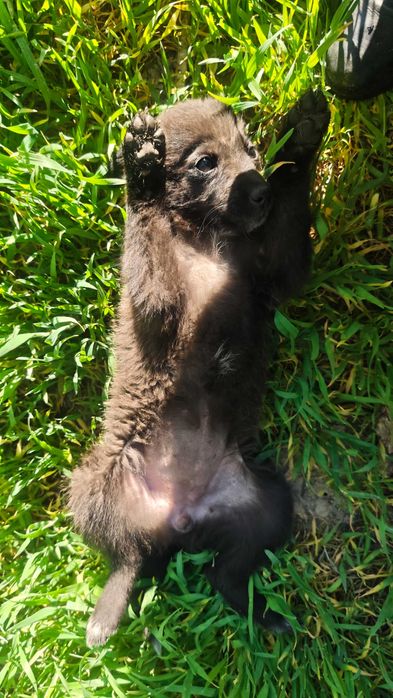 Срочно щенок девочка!!!