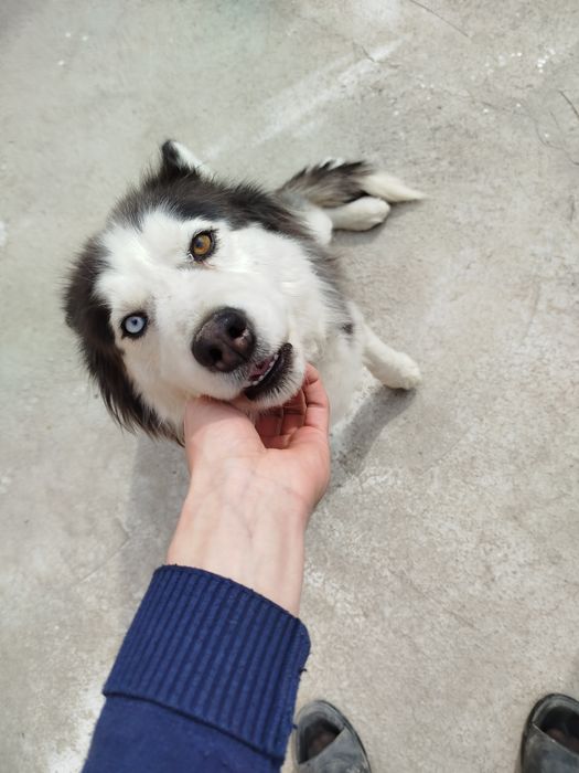 Sbiriaki xaski 2 xil kozlik jinsi ayol yowi 1 yosh kozlari kok sariq .