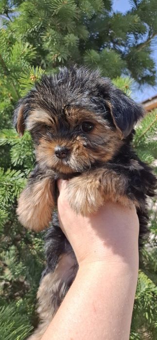 Щеночки йоркширского терьера