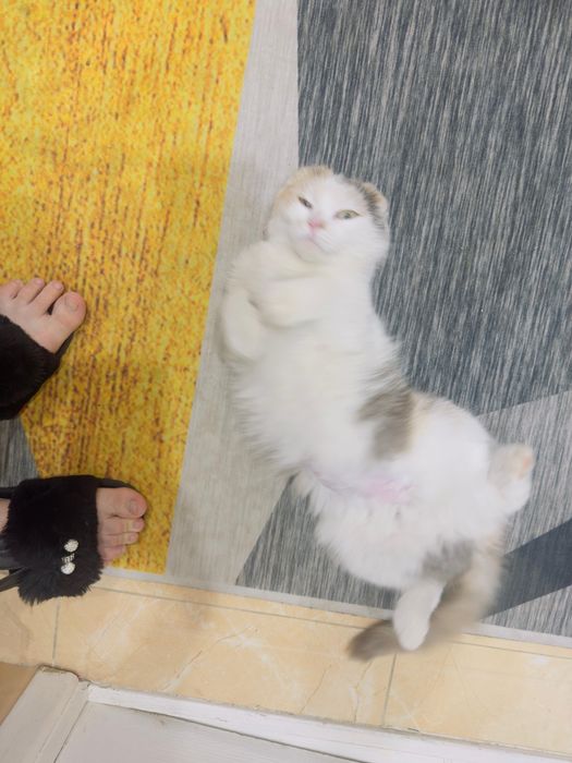 Вислоушка ищет дом!