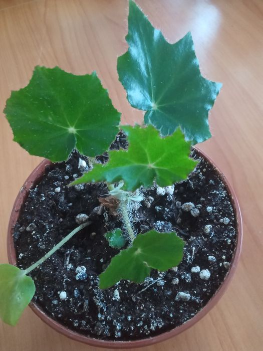 Антуриум сигониум