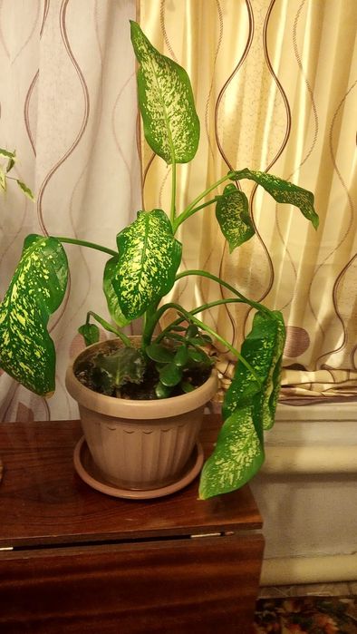 Продам цветы в горшочках