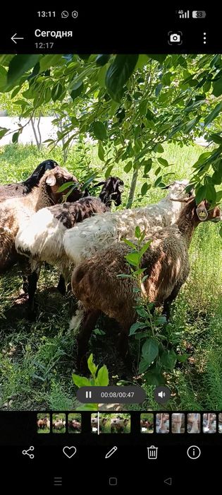 Бізде сатылымда семіз ірі ұрғашы қойлар бар.