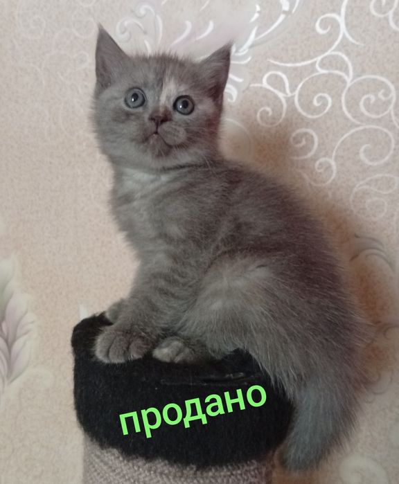 Скидка!Британские котята,за двоих 500.000!