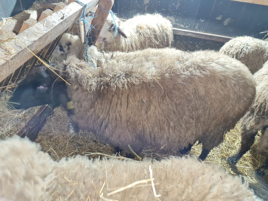 Vând berbec carabaș metișat cu țigaie talie mare