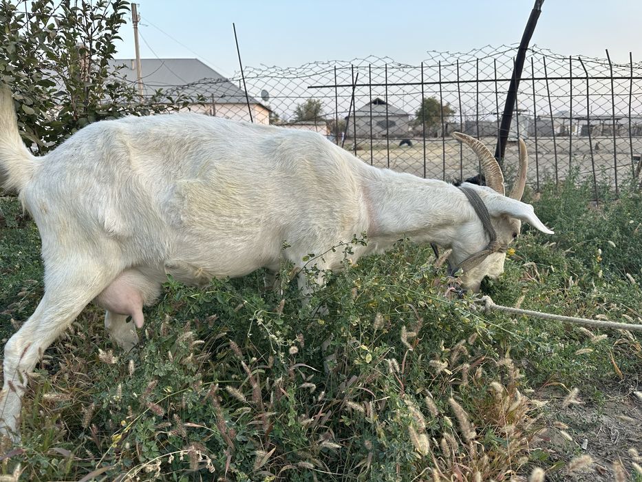 Ешкі Коза сатылады