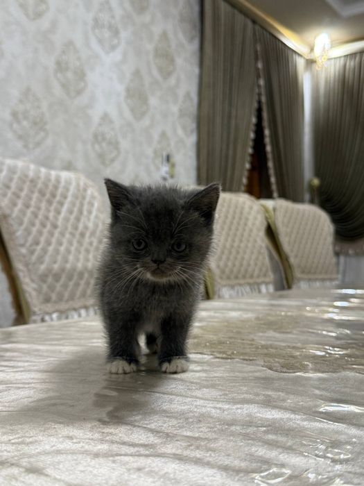 Скотиш фолл и скотиш страйт