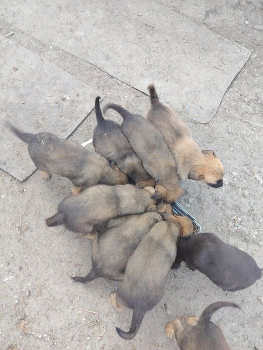 Vând/schimb genți cu anvelope M/S!