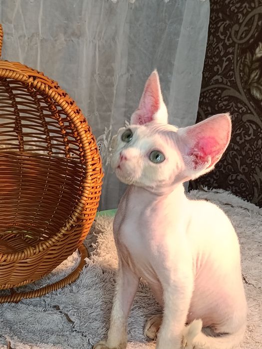 Котята Девон Рекс