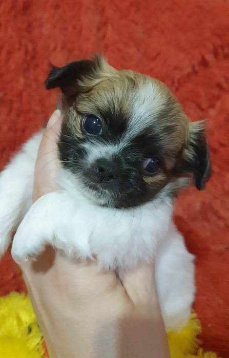 Щенки чихуахуа резерв.