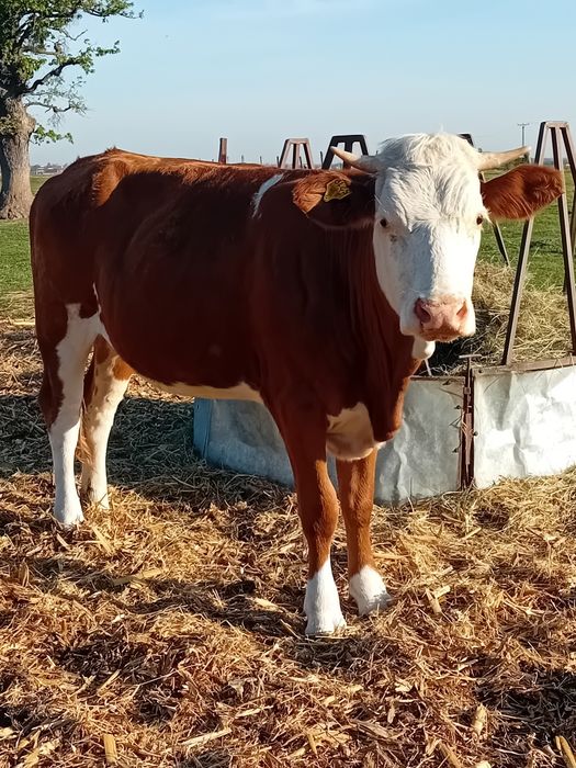 Vand juninca baltata din linie bună de vaci de lapte