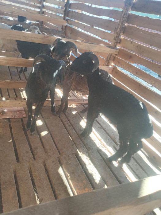 Қой тоқты семіз сатылады