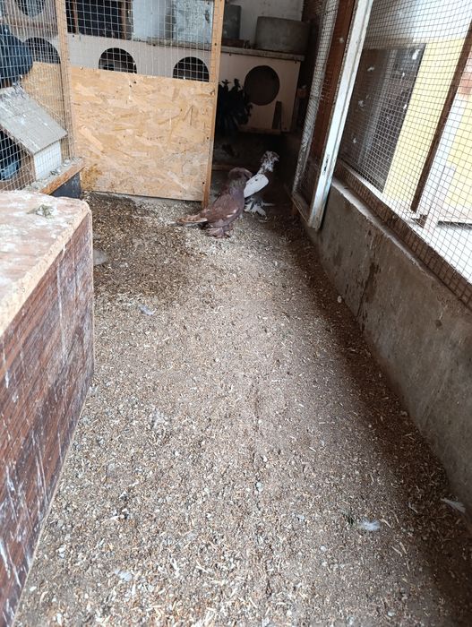 Продается самец Бухарский барабанщик цвета чинны