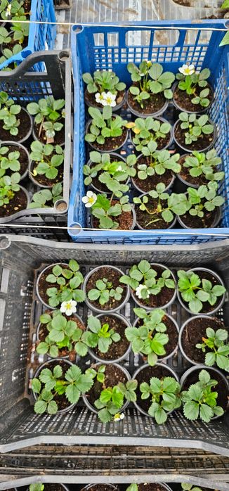 Разсад домати, Левурда,  вечен лук, целогодишни ягоди