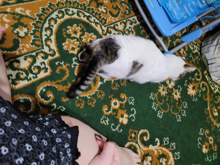 В добрые руки кошечка