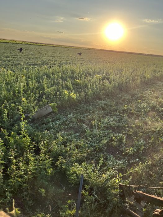 Vand baloti de lucerna